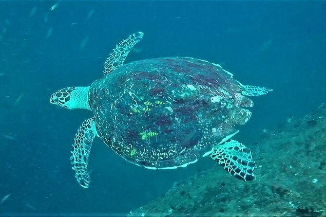 Fun Dives For Certified Divers - What to Expect from the Unawatuna Fun Dives