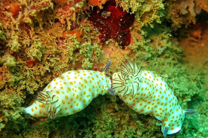 Fun Dives For Certified Divers - FAQ