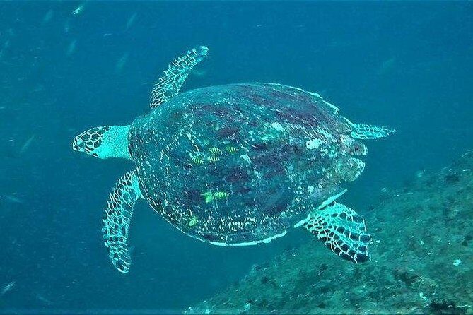 Fun Dives For Certified Divers - Introduction