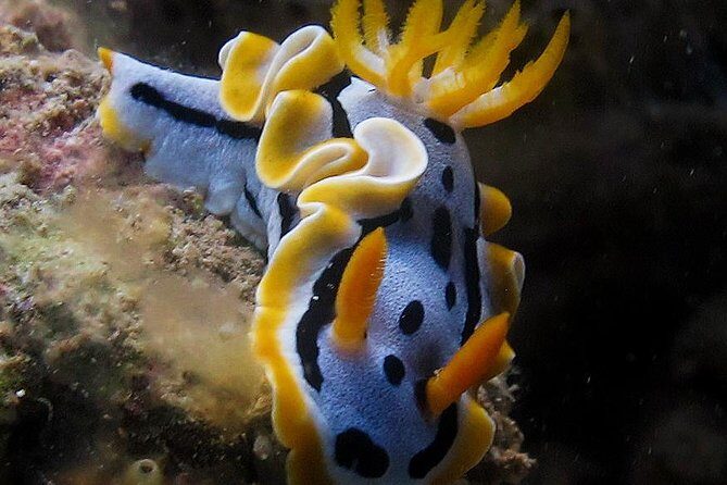 Fun Dives - Guided Dives for Certified Divers - Who This Tour Is Perfect For