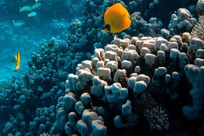 Fun Diving for Certified Divers at Phu Quoc Islands - Exploring the Itinerary and What You Can Expect
