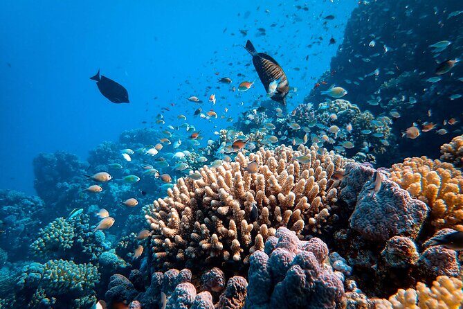 Fun Diving for Certified Divers at Phu Quoc Islands - FAQ