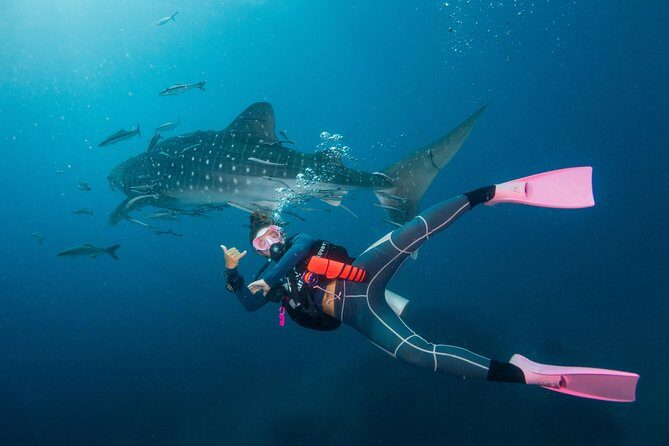 Fun Diving Packages (Certified Divers) - FAQs