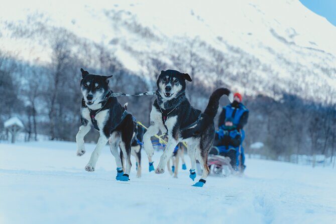 Fun & Easy Dog Sledding Adventure - Early Bird Tour - The Sum Up