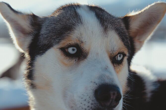 Fun & Easy Dog Sledding Adventure - Noon Tour - What to Expect from the Dog Sledding Tour