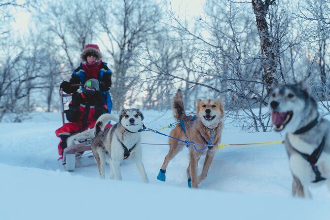 Fun & Easy Dog Sledding Adventure - Noon Tour - Frequently Asked Questions