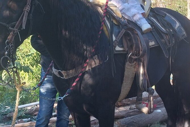 Fun Horseback Tour in Mismaloya - FAQ