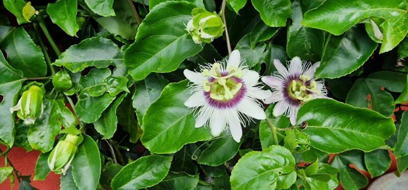 Funchal Agriculture Green Tour - Practical Considerations