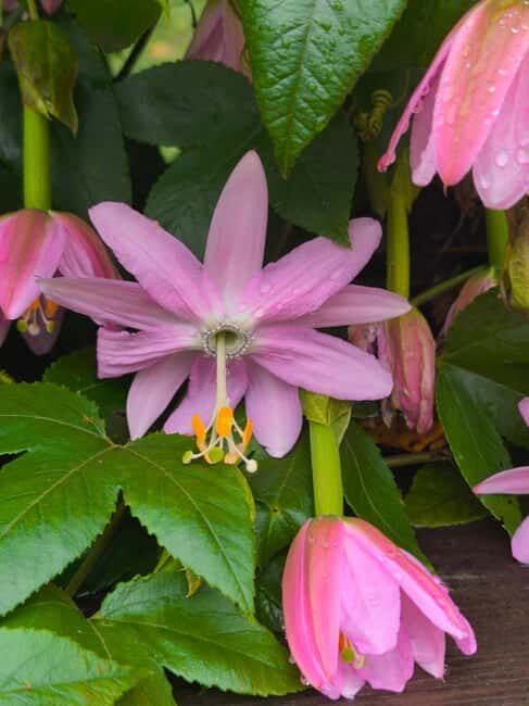Funchal Agriculture Green Tour - Who Is This Tour Best For?