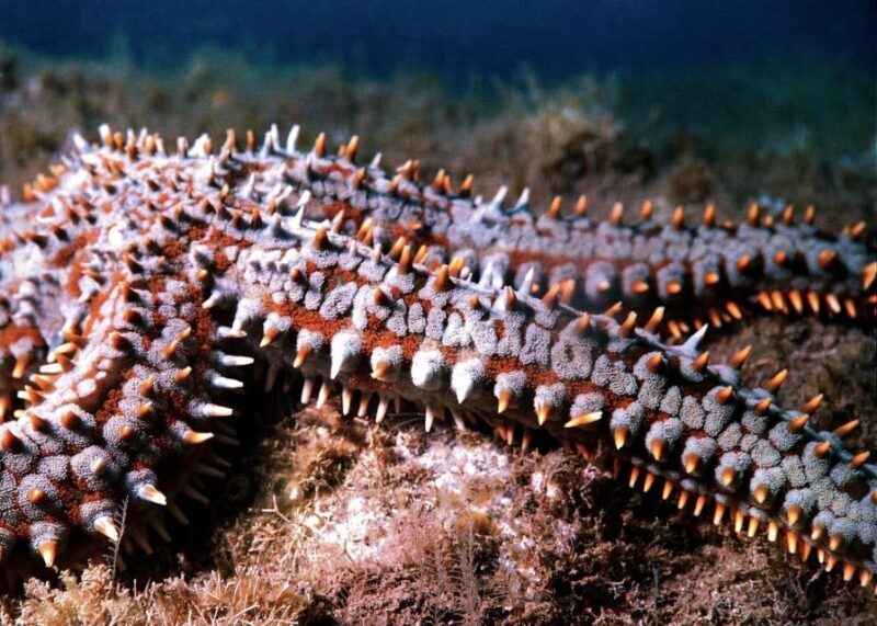 Funchal: Certified Scuba Diving, Guided Tour - Why This Experience Offers Great Value