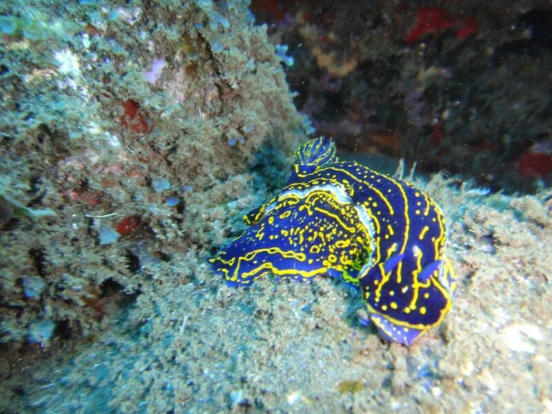 Funchal: Certified Scuba Diving, Guided Tour - Who Is This Tour Best For?