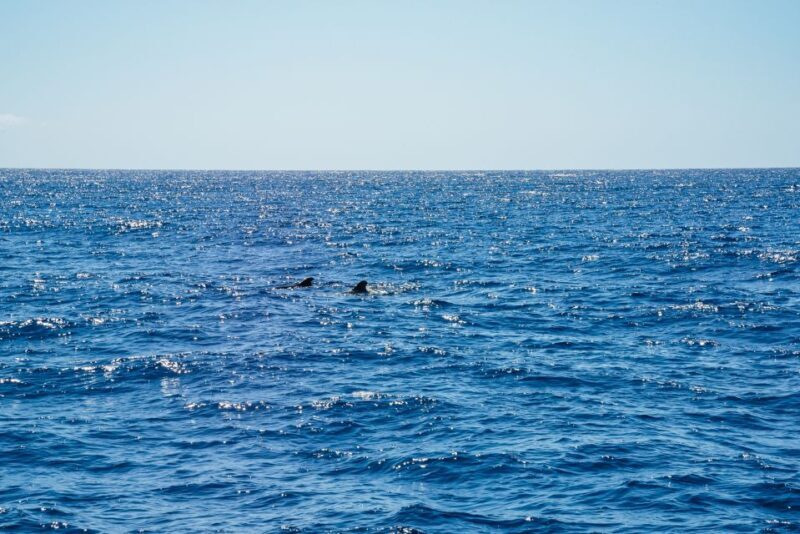 Funchal: Dolphin and Whale Watching by Luxury Catamaran - An In-Depth Look at the Experience
