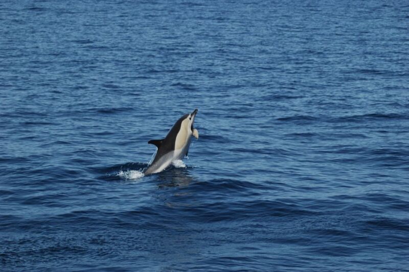 Funchal: Dolphin and Whale Watching Catamaran Cruise - Key Points