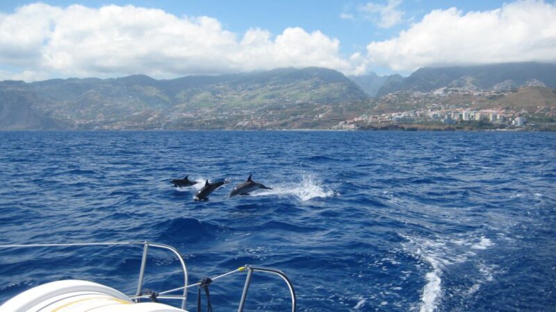 Funchal: Dolphin and Whale Watching Catamaran Cruise - An In-Depth Look at the Experience