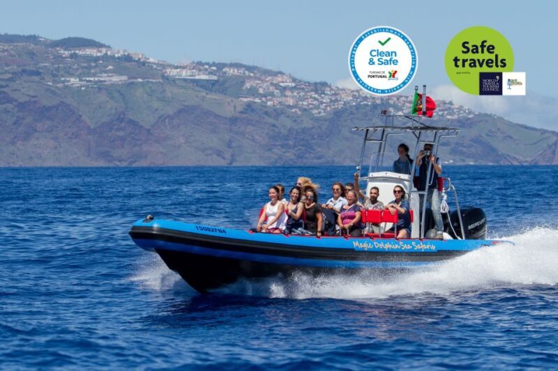 Funchal: Dolphin and Whale Watching Cruise - Key Points