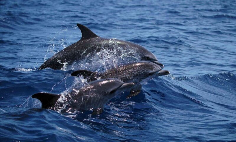 Funchal: Dolphin and Whale Watching Cruise - The Experience in Detail