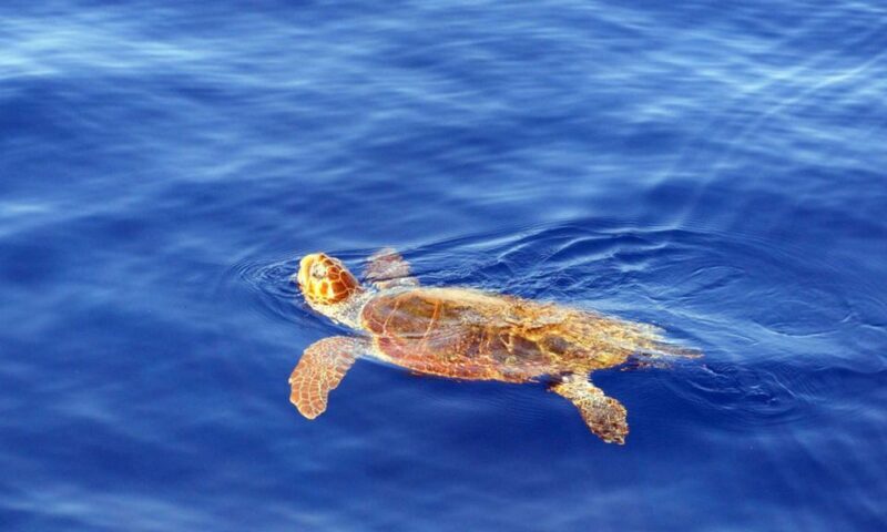 Funchal: Dolphin and Whale Watching Cruise - Why This Tour Offers Real Value