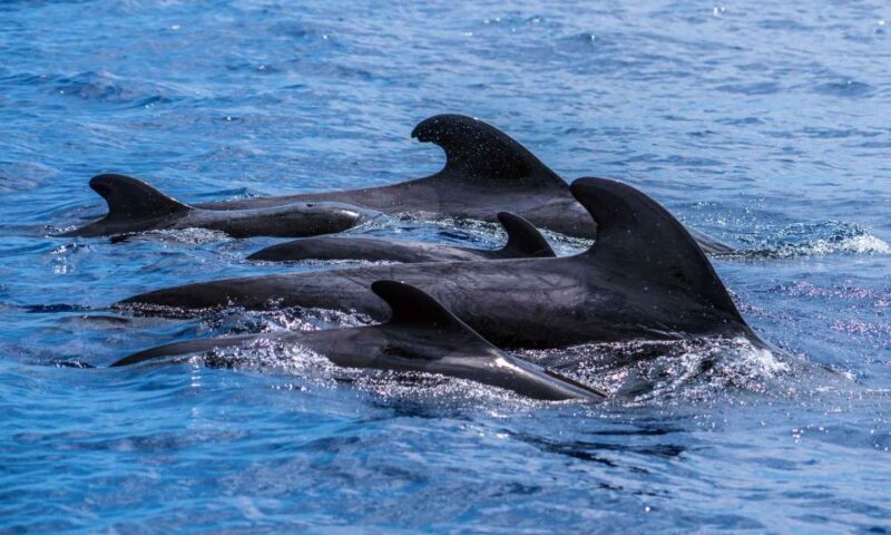 Funchal: Dolphin and Whale Watching Cruise - The Sum Up