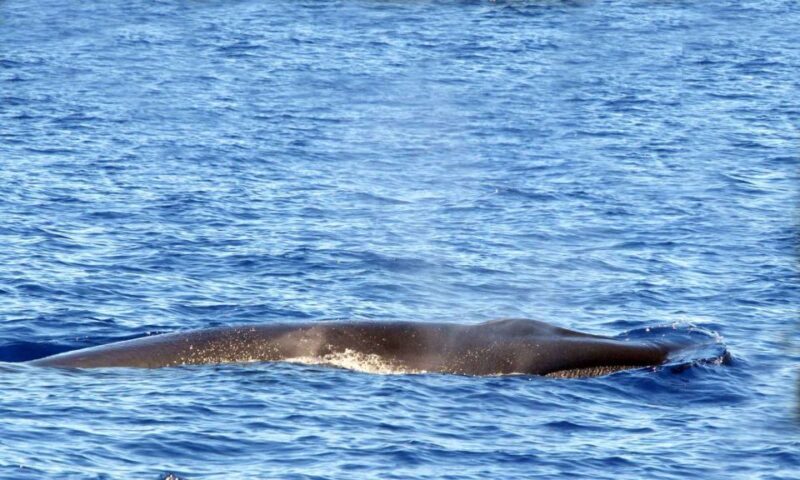 Funchal: Dolphin and Whale Watching Cruise - FAQ