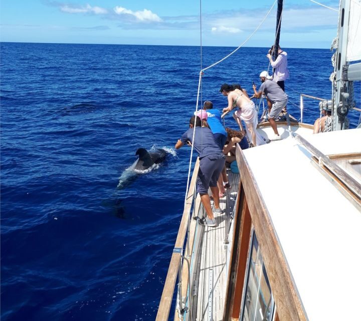 Funchal: Dolphin and Whale Watching Sailing Trip - Who Would Love This Tour?