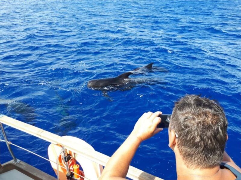 Funchal: Dolphin and Whale Watching Sailing Trip - Frequently Asked Questions