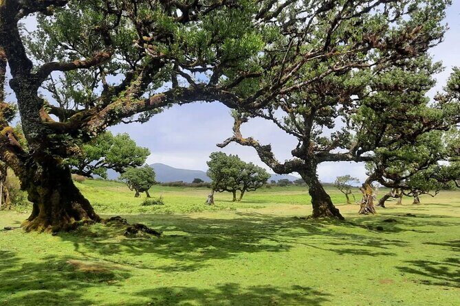 Funchal: Experiência 4WD Skywalk para Seixal Porto Moniz, Fanal - What Travelers Love and What Could Be Better