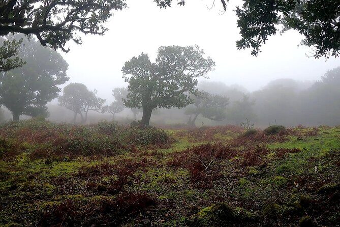 Funchal: Experiência 4WD Skywalk para Seixal Porto Moniz, Fanal - FAQ