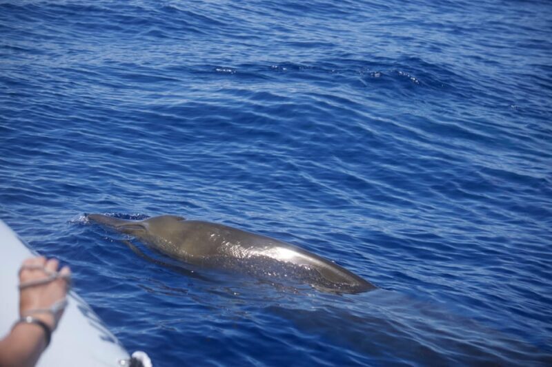 Funchal: Guarantee Wild Dolphin&Whale Watching by RIB - The Experience: A Deep Dive Into What to Expect