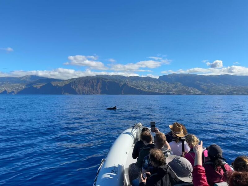 Funchal: Guarantee Wild Dolphin&Whale Watching by RIB - Who Is This Tour Best For?