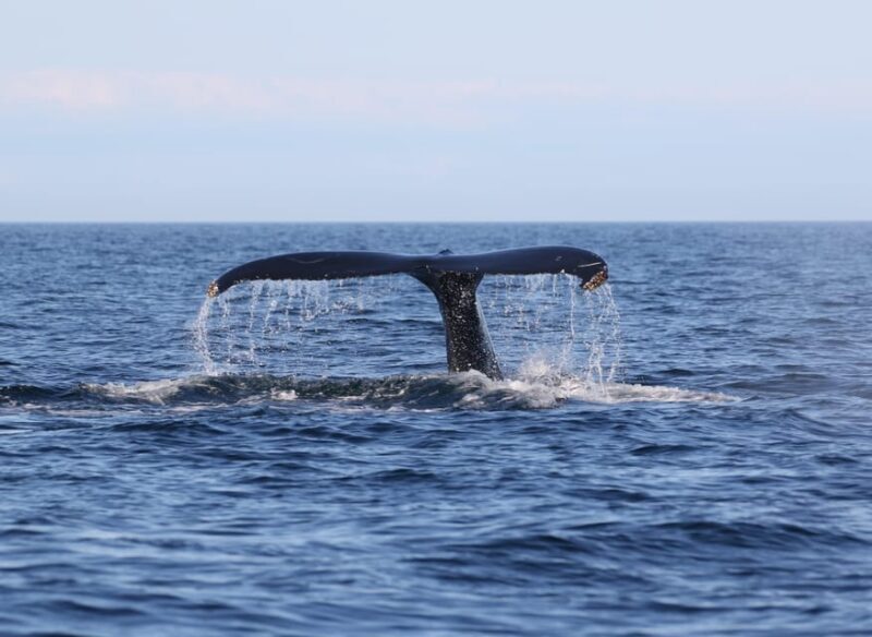 Funchal: Guarantee Wild Dolphin&Whale Watching by RIB - FAQ