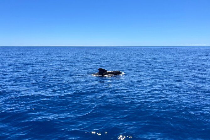Funchal Half and Full Day Private Sailboat Tour - The Sum Up