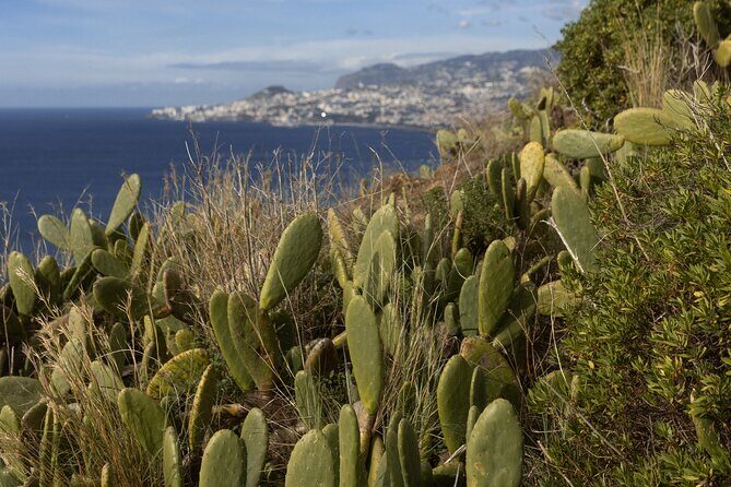 Funchal highlights 5h Private Tour in Madeira - Pico dos Barcelos: Panoramic Views of Funchal