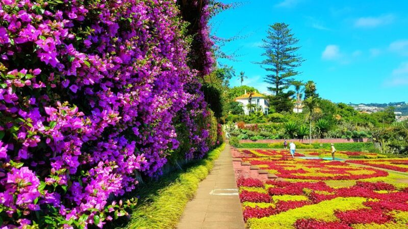 Funchal: Madeira Botanical Garden Private Tuk-Tuk Tour - The Drive and the Guides