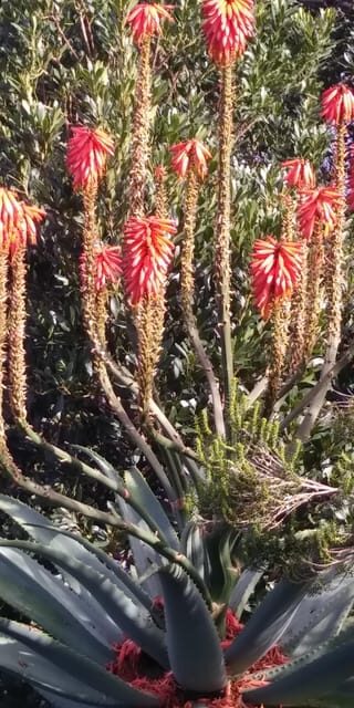 Funchal: Nuns Valley Easy Walk with Mountain Surroundings - A Closer Look at the Itinerary and Highlights