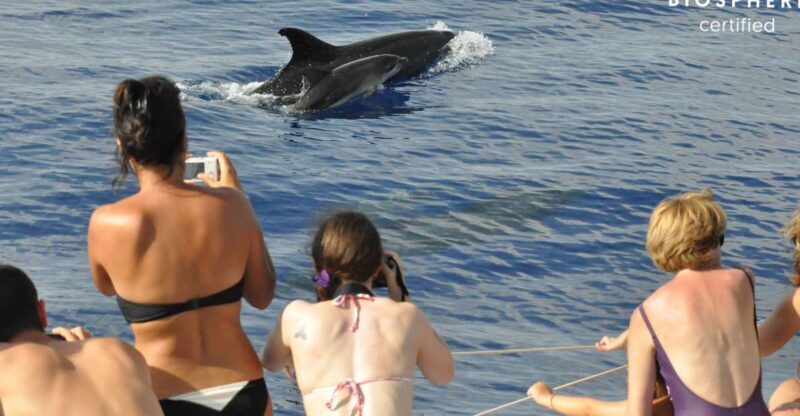Funchal: Pico Arieiro, Cristo Rei and Dolphins Watching - Starting with Views and Cultural Landmarks