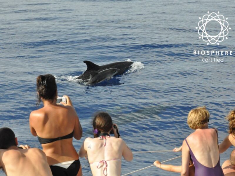 Funchal: Pico Arieiro, Cristo Rei and Dolphins Watching - Practical Details: What to Expect and Considerations
