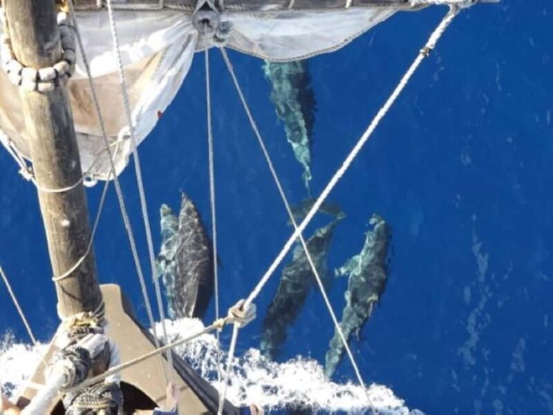 Funchal: Pirate Ship Cruise with Wine and Honey Cake Tasting - Key Points