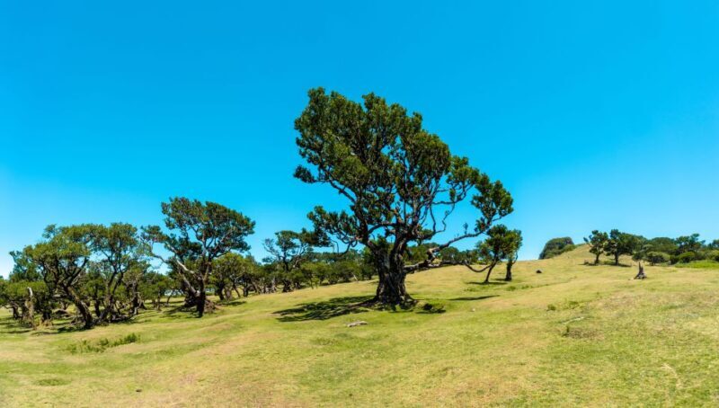 Funchal: Porto Moniz, Seixal, Fanal, and Cabo Girão Tour - Lunch Stop at Restaurante Jungle Rain