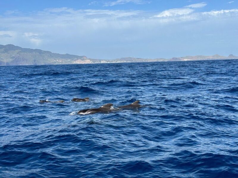 Funchal: RIB Whale Watching Cruise and Optional Dolphin Swim - Key Points