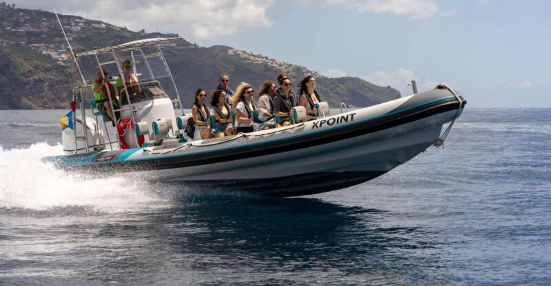 Funchal: RIB Whale Watching Cruise and Optional Dolphin Swim - The Experience in Detail