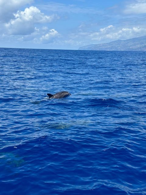 Funchal: RIB Whale Watching Cruise and Optional Dolphin Swim - Who Should Book This Tour?