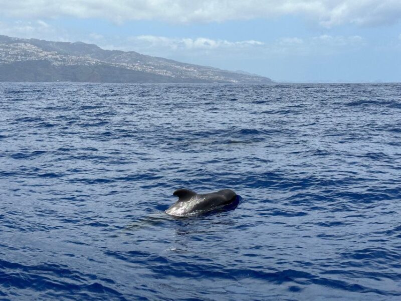 Funchal: RIB Whale Watching Cruise and Optional Dolphin Swim - FAQ