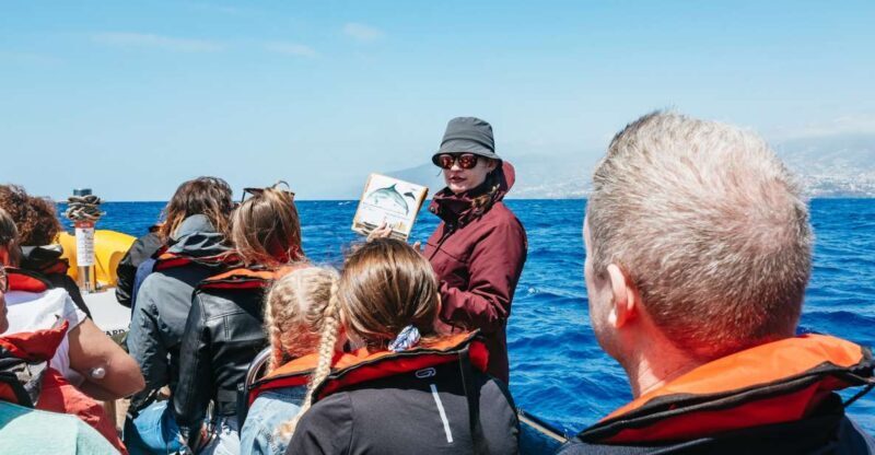Funchal: Whale and Dolphin Watching Speed Boat Tour - An In-Depth Look at the Funchal Speed Boat Tour