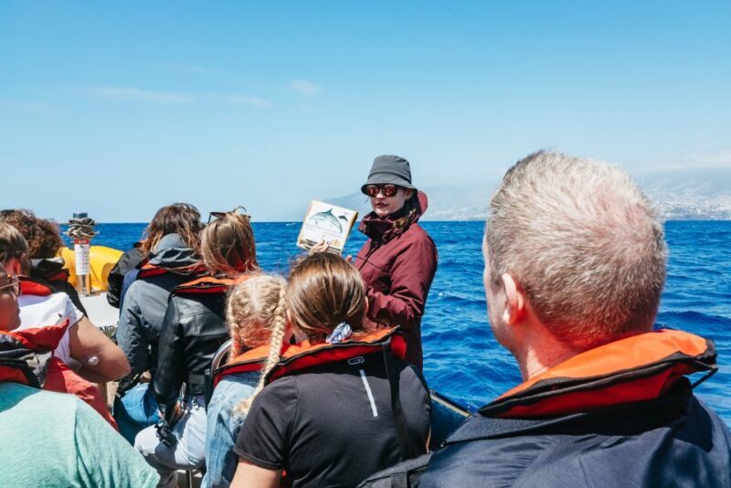 Funchal: Whale and Dolphin Watching Speed Boat Tour - Who Is This Tour Best For?