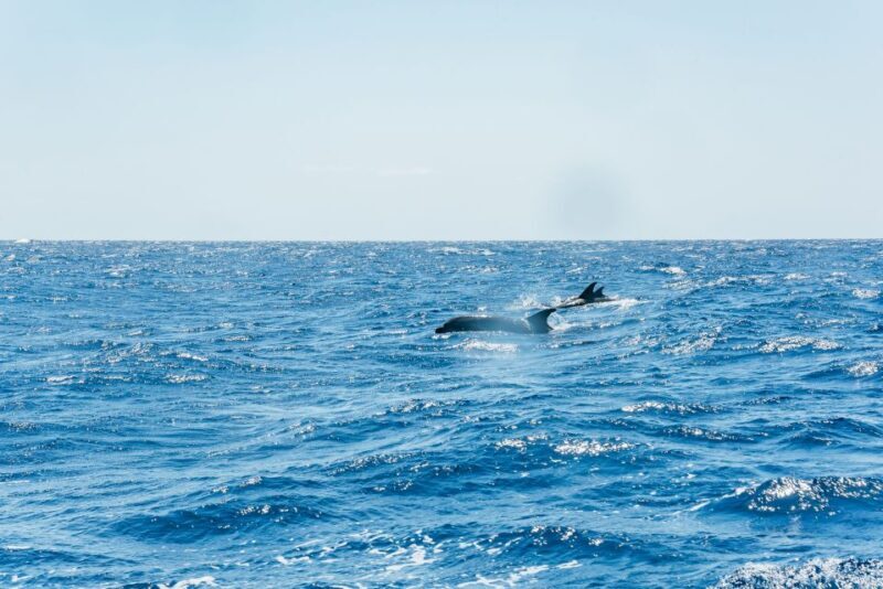 Funchal: Whale and Dolphin Watching Speed Boat Tour - FAQs