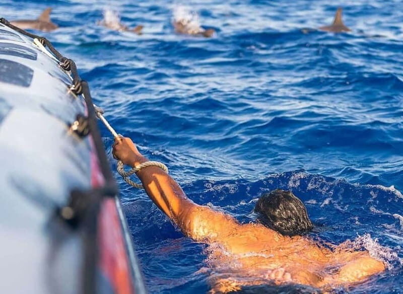 Funchal: Whale Watching and Swimming with Dolphins Cruise - Key Points