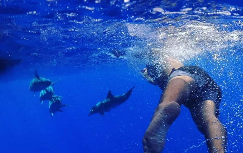 Funchal: Whale Watching and Swimming with Dolphins Cruise - Final Thoughts