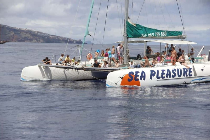 Funchal:Hop-on Hop-off Bus & Whale & Dolphin boat Excursion - Who Will Love This Tour?