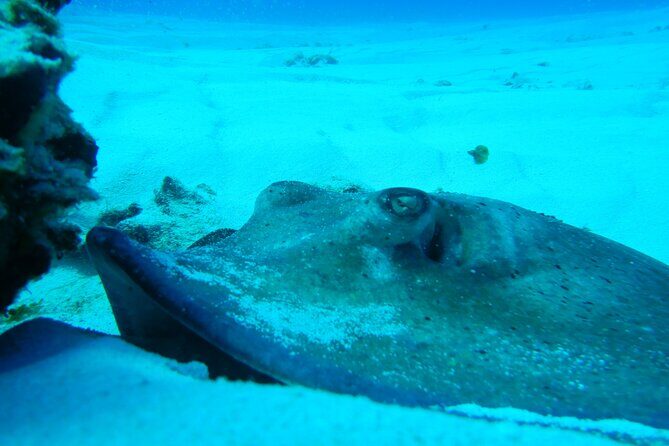 FunDiving in Cozumel - By Ferry - 2 Tanks in the wonderful Caribbean sea - Authentic Experiences and Real-World Feedback