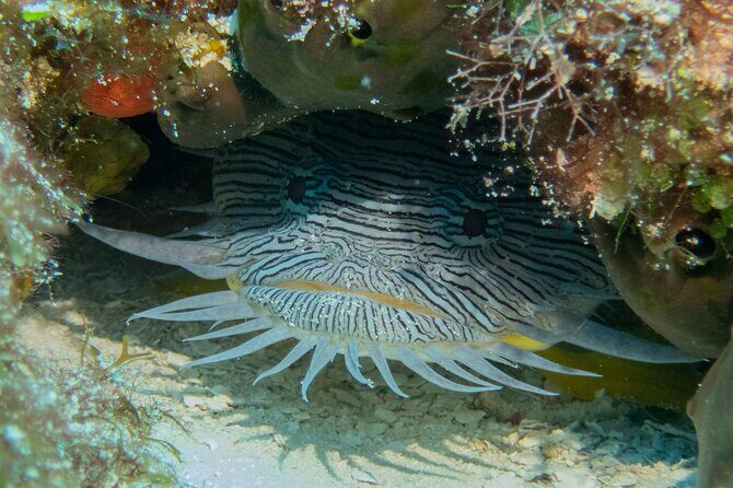 FunDiving in Cozumel - By Ferry - 2 Tanks in the wonderful Caribbean sea - FAQ